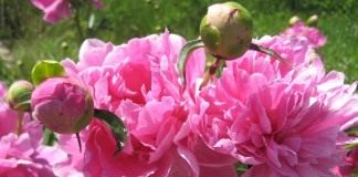 Пион (Peony)