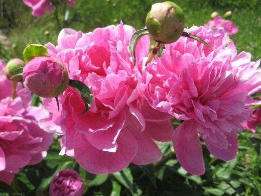 Пион (Peony)