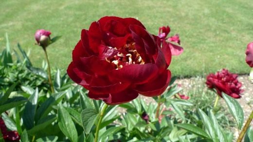 Пион (Peony) Пион (Peony)