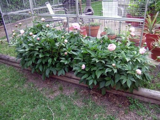 Пион (Peony)