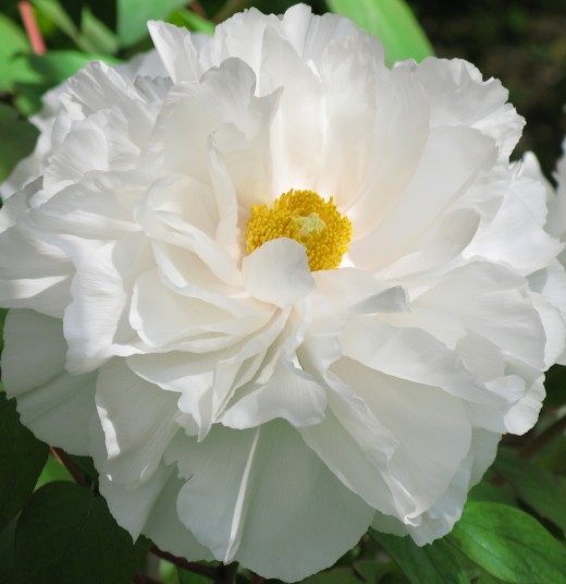 Пион (Peony)