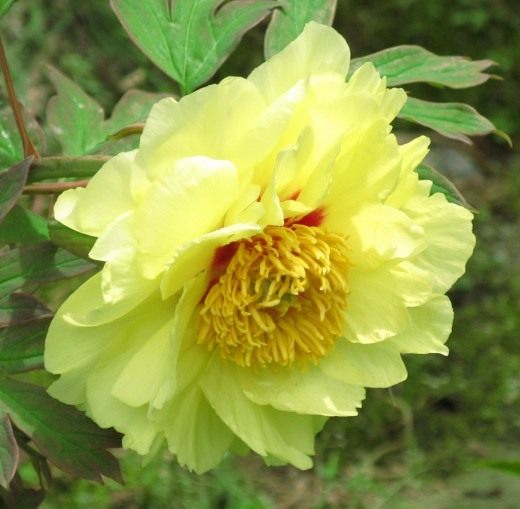 Пион (Peony)