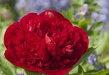 Агротехника пионов. Часть 2: Посадка - Цветник и ландшафт