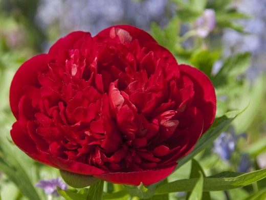 Пион (Peony)