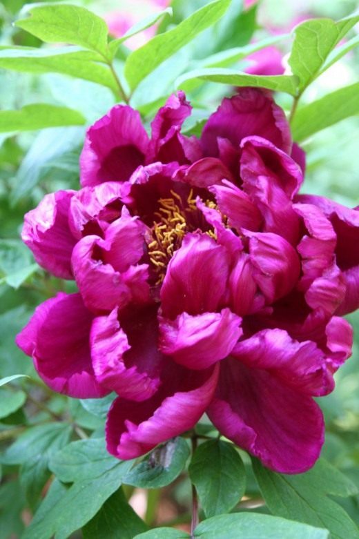 Пион (Peony)