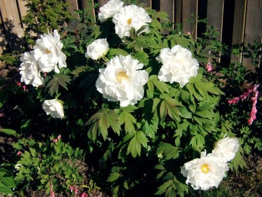 Пион (Peony)