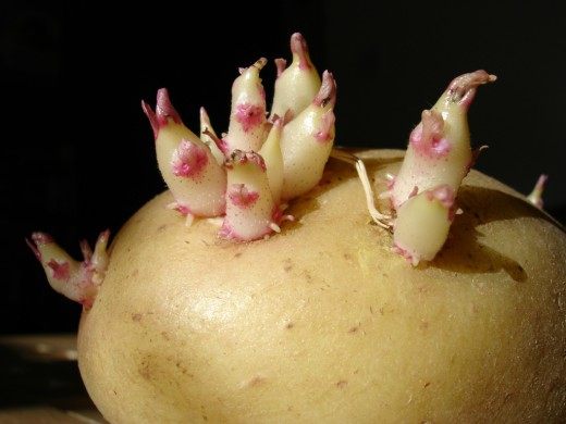 Картофель (Potato)