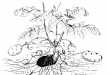 Ранний картофель в июне - Сад и огород Иллюстрация из учебника ботаники для колледжей. Г. Фишер, Йена 1900г