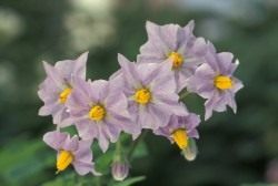Цветы картофеля (Potato flowers)