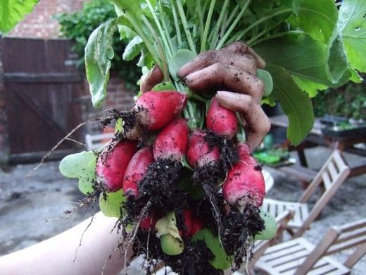 Редис (Radish)