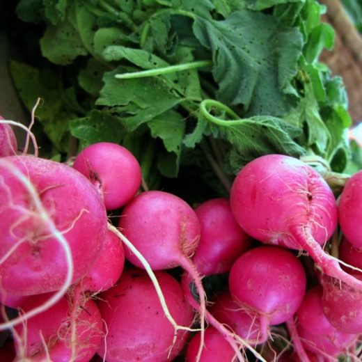 Редис (Radish)