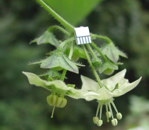 Сараха овощная (Saracha edulis)