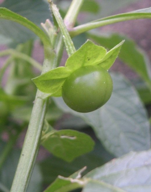 Сараха овощная (Saracha edulis)