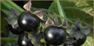 Сараха овощная (Saracha edulis)