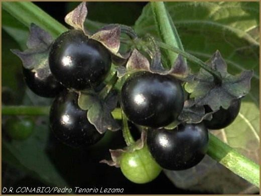 Сараха овощная (Saracha edulis)
