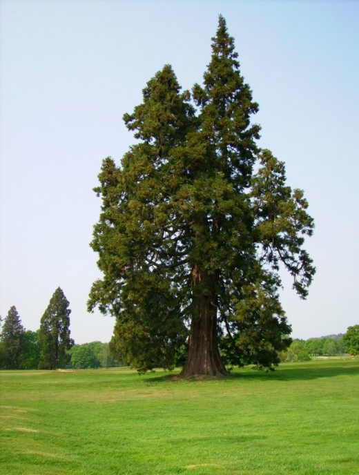 Секвойя (Sequoia)