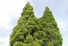 Секвойя — в память о вожде - Цветник и ландшафт Секвойядендроны гигантские возле здания суда Хилсборо, Орегон, США