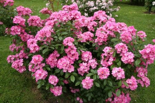 Куст розы (Shrub roses)
