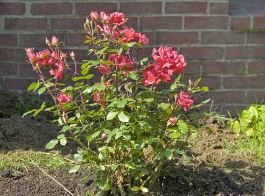 Куст розы (Shrub roses)