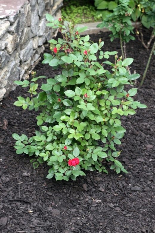 Куст розы (Shrub roses)
