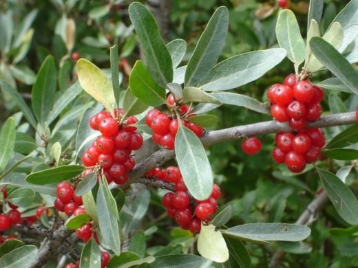 Шефердия серебристая, или Ягода буйвола (Silver Buffaloberry)