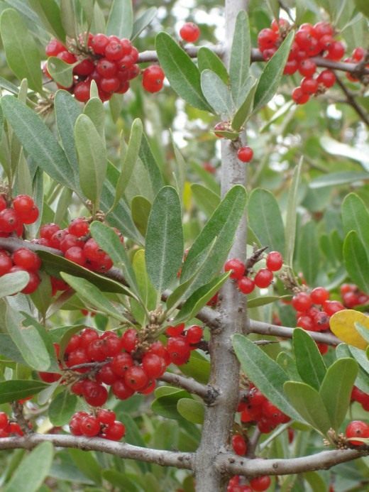 Шефердия серебристая, или Ягода буйвола (Silver Buffaloberry)