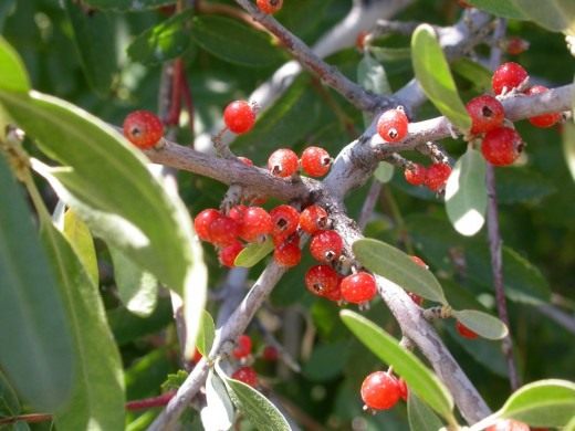 Шефердия серебристая, или Ягода буйвола (Silver Buffaloberry)