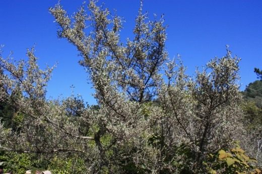 Silver Шефердия серебристая, или Ягода буйвола (Silver Buffaloberry)