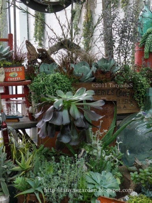 Суккуленты (Succulents)