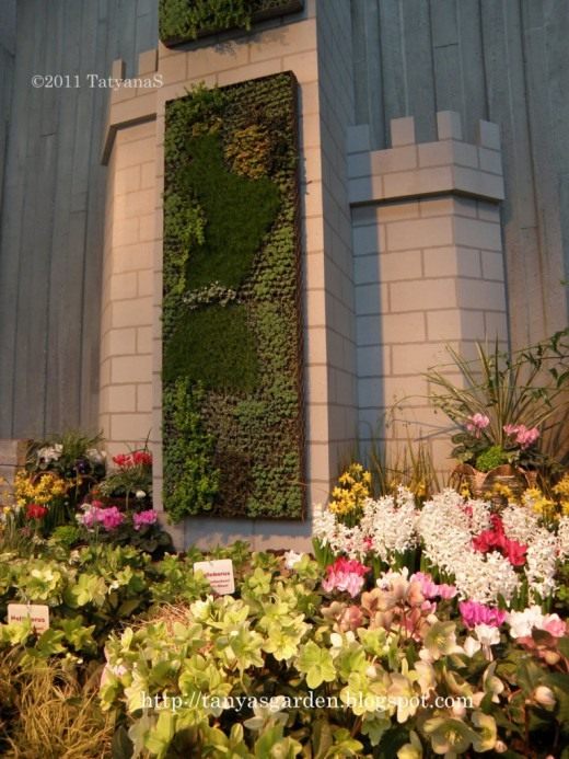 Суккуленты (Succulents)