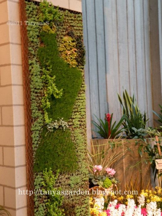 Суккуленты (Succulents)
