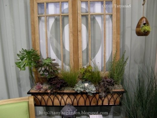 Суккуленты (Succulents)