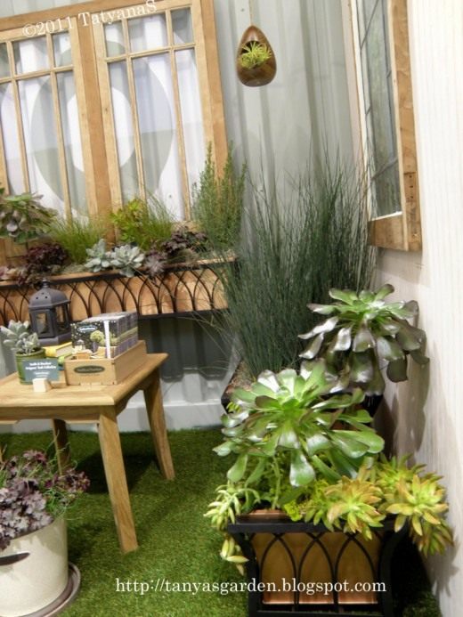 Суккуленты (Succulents)