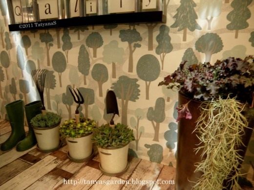 Суккуленты (Succulents)