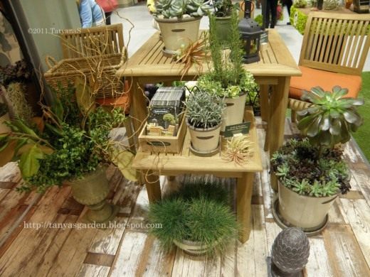 Суккуленты (Succulents)