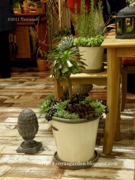 Суккуленты (Succulents)