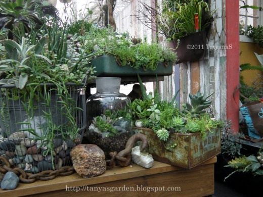 Суккуленты (Succulents)