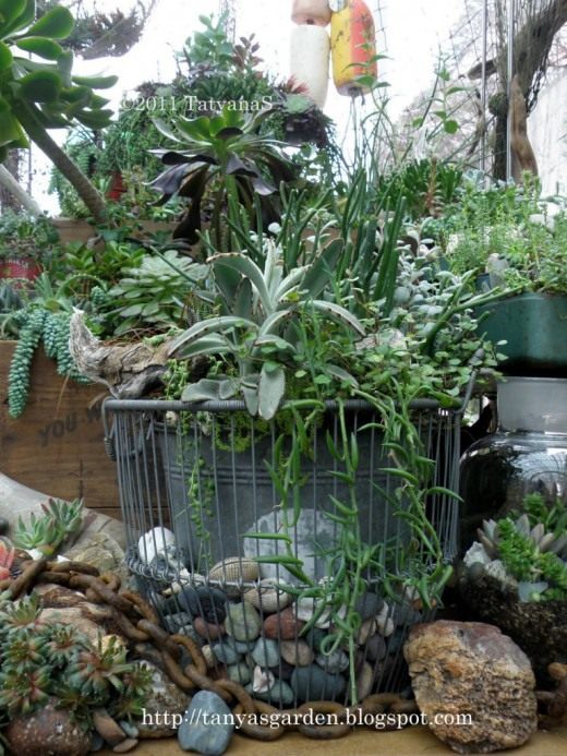 Суккуленты (Succulents)