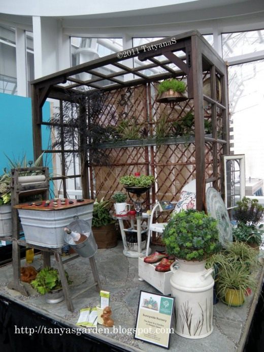 Суккуленты (Succulents)