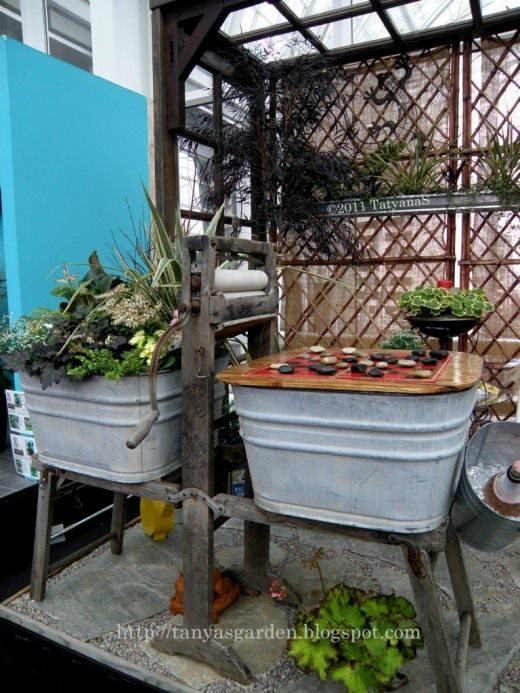 Суккуленты (Succulents)
