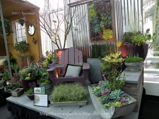 Суккуленты (Succulents)