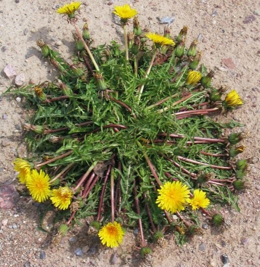 Одуванчик (Taraxacum)