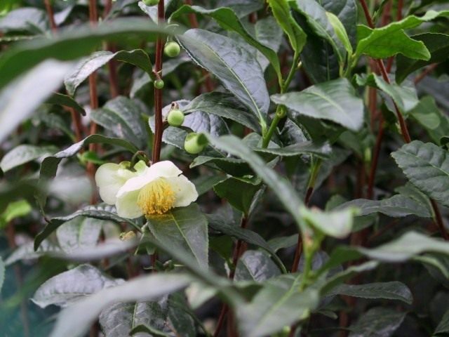 Чай, чайный куст, или камелия китайская (Camellia sinensis) Чай, чайный куст, или камелия китайская (Camellia sinensis)