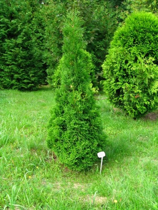 Туя (Thuja)