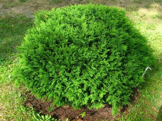 Туя (Thuja)