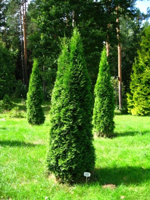 Туя (Thuja)