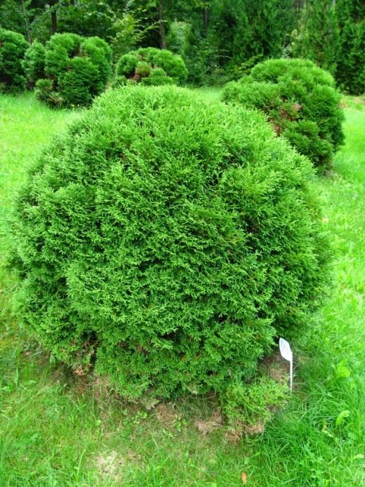 Туя (Thuja)