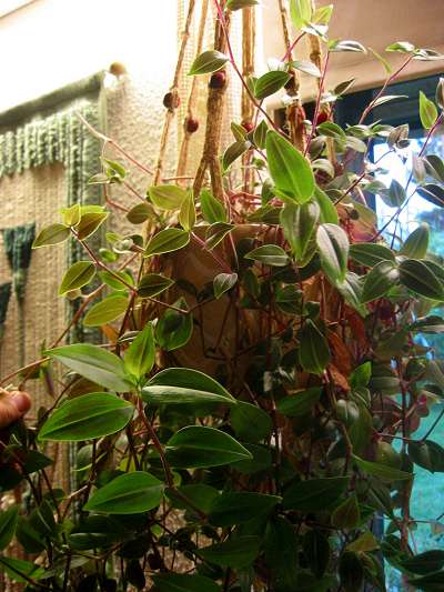 Традесканция (Tradescantia)