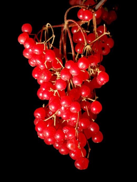 Калина (Viburnum)