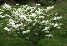 Калинка моя - Сад и огород